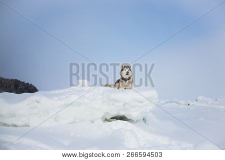 Attentive Husky Dog Is Lying On The Ice Floe And Looking Afar. Portrait Of Siberian Husky On The Sno