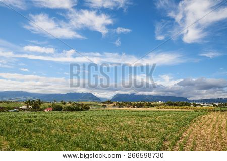 Sugar Cane Fields, Agriculture In South Of Reunion Island (saint-pierre, Pierrefonds)