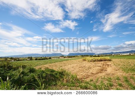 Sugar Cane Fields, Agriculture In South Of Reunion Island (saint-pierre, Pierrefonds)