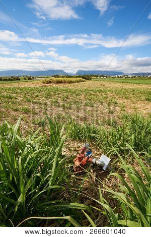 Sugar Cane Fields, Agriculture In South Of Reunion Island (saint-pierre, Pierrefonds)