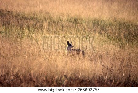 Black Backed Jakal (canis Mesomelas), Central Kalahari Game Reserve, Ghanzi, Botswana, Africa