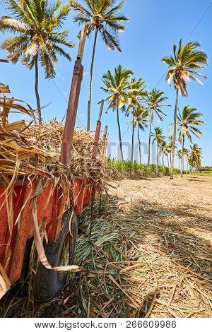 Sugar Cane Plantation With Palm Trees, Saint-louis (reunion Island)