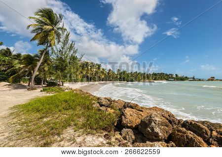 Le Gosier, Guadeloupe - December 20, 2016: Paradise Beach And Palm Trees Near Le Gosier In Guadeloup