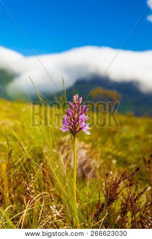 Pink Flower And Mountains Covered With Clouds In Background. Gimsoya Island Landscape, Nordland Coun