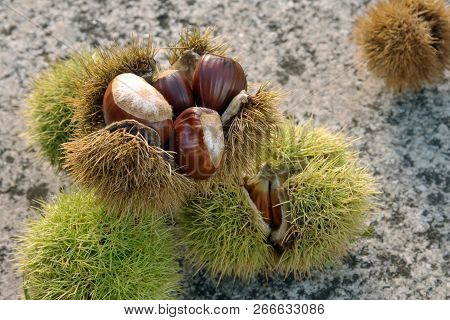 Sweet Chestnut Still Life. Castanea  Sativa. Edible Chestnut