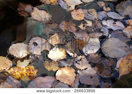 Beautiful Still Life In Soft Warm Colors With Fallen Leaves Float On Non Moving Water Surface Top Vi