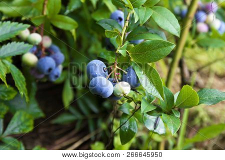 Growing Bog whortleberry (Vaccinium uliginosum.) 