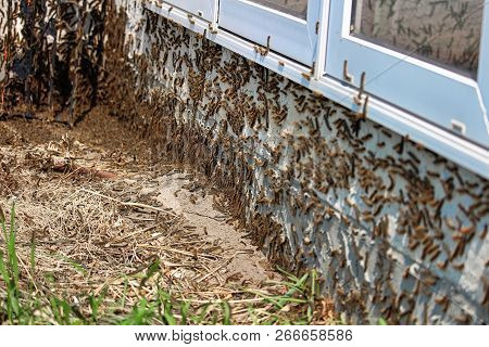 Caterpillars Climb Under A Window During An Infestation