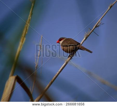 Small Bird Of Red Beak On Stem Of Reed And Blue Background, Estrilda Astrild