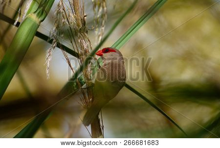 Bird Of Red Beak Eating Seeds Between The Reeds, Common Estrilda
