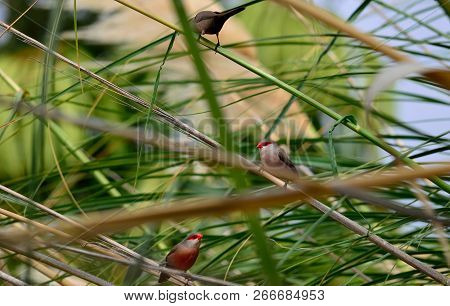Small Exotic Birds On The Reeds, Common Estrilda Or Coral Beak