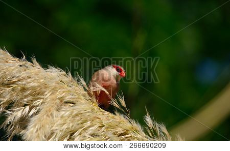 Estrilda Astrild, Bird Of Red Beak On Flowers Of Grass Of The Pampa