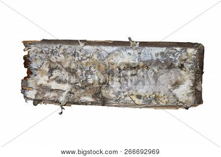Dry Rot Mycelium On Isolated Wood Wood Piece ( Serpula Lacrymans )