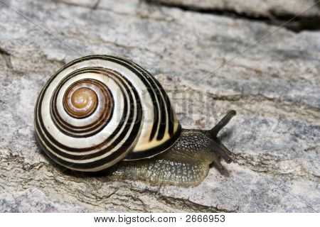 Caracol