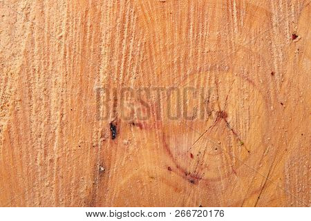 Cross Section Of Tree Trunk Close Up