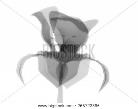 Radiography Flower, Macro On White, X-ray Semi Transparent, Model, Art And Science, 3d Rendering Ima
