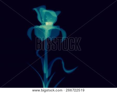 Radiography Flower, Macro On Dark, X-ray Semi Transparent, Model, Art And Science, 3d Rendering Imag