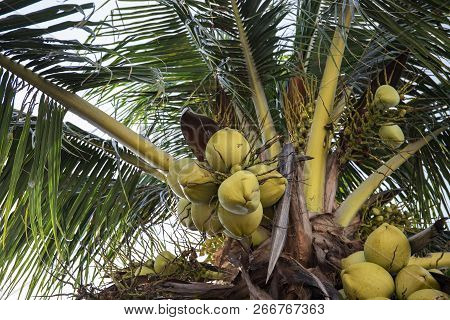 Coconut Branch On Coco Palm Tree. Green Palm Fruit Photo. Coconut On Tree. Tropical Garden Landscape