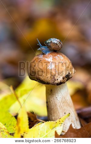 A Little Cute Snail On A Pileus Of A Porcino Mushroom In Rainy Autmn Forest. Selective Focuse.