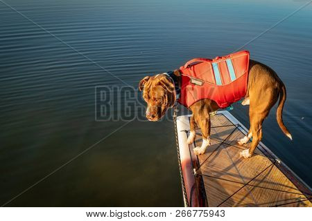 bull terrier dog in life jacket on a stand up paddleboard