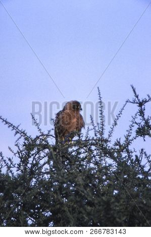 Brown Snake Eagle (circaetus Cinereus), Central Kalahari Game Reserve, Ghanzi, Botswana, Africa