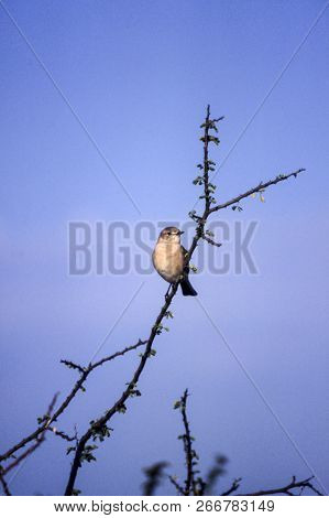 Willow Warbler (phylloscopus Trochilus), Central Kalahari Game Reserve, Ghanzi, Botswana, Africa