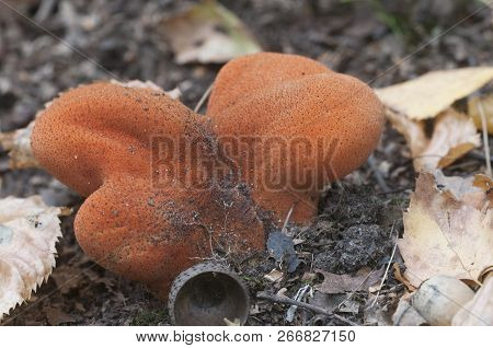 Fistulina Hepatica (beefsteak Fungus) Mushroom, Close Up Shot