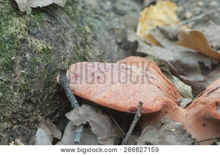 Fistulina Hepatica (beefsteak Fungus) Mushroom, Close Up Shot
