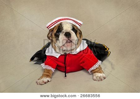 Bulldog kiskutya öltözve, és a feltett