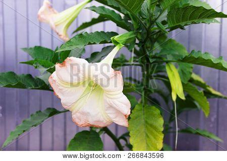 Brugmansia, Angels Trumpet, Pink Stramonium Beautiful Flower