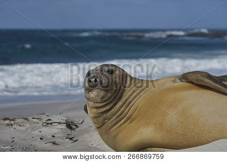 Southern Elephant Seal (mirounga Leonina) On A Sandy Beach On Sealion Island In The Falkland Islands