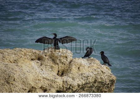 Black Cormorants. Rock In The Ocean. The Bird Dries Its Feathers In The Wind And The Sun, Beautifull