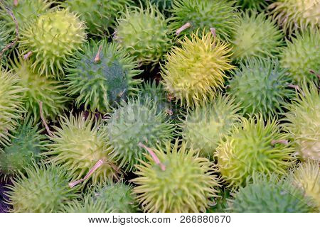 Exotic Vegetables Green Anguria. Close Up View