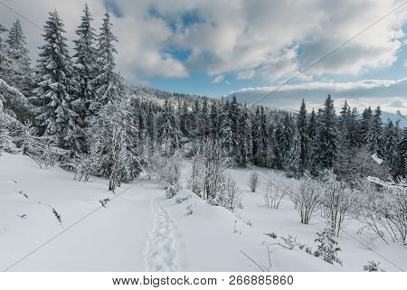 Winter Calm Mountain Landscape With Beautiful Frosting Trees And Footpath Track Through Snowdrifts O