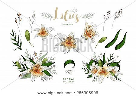 Romantic Postcard Elements Set Of Lily Flowers Isolated On White