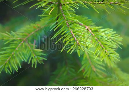 Spruce Branch Close-up On A Blurred Background