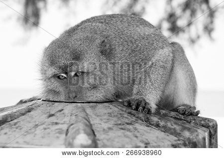 Monkey Eat From Plate. Primate Sit Outdoor. Cute Animal. Monkey Day. Wild Nature And Wildlife. Zoo.
