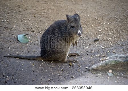 The Long Nosed Potoroo Is Resting On The Path