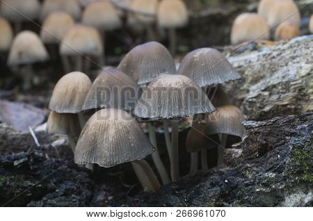 Coprinus Micaceus Mushroom Near The Tree, Close Up