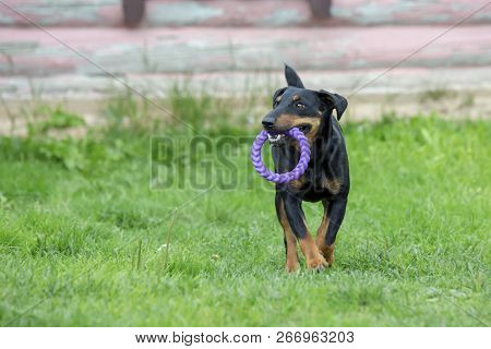Beautiful Cheerful Young German Hunting Terrier Dog Stunt Fly Jump And Run Mad. Low Angle High Speed