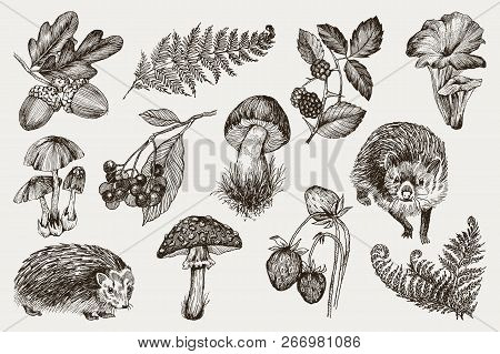 Collection Of Highly Detailed Hand Drawn Fern, Mushrooms, Strawberries, Blackberry Oak Leaves, Acorn