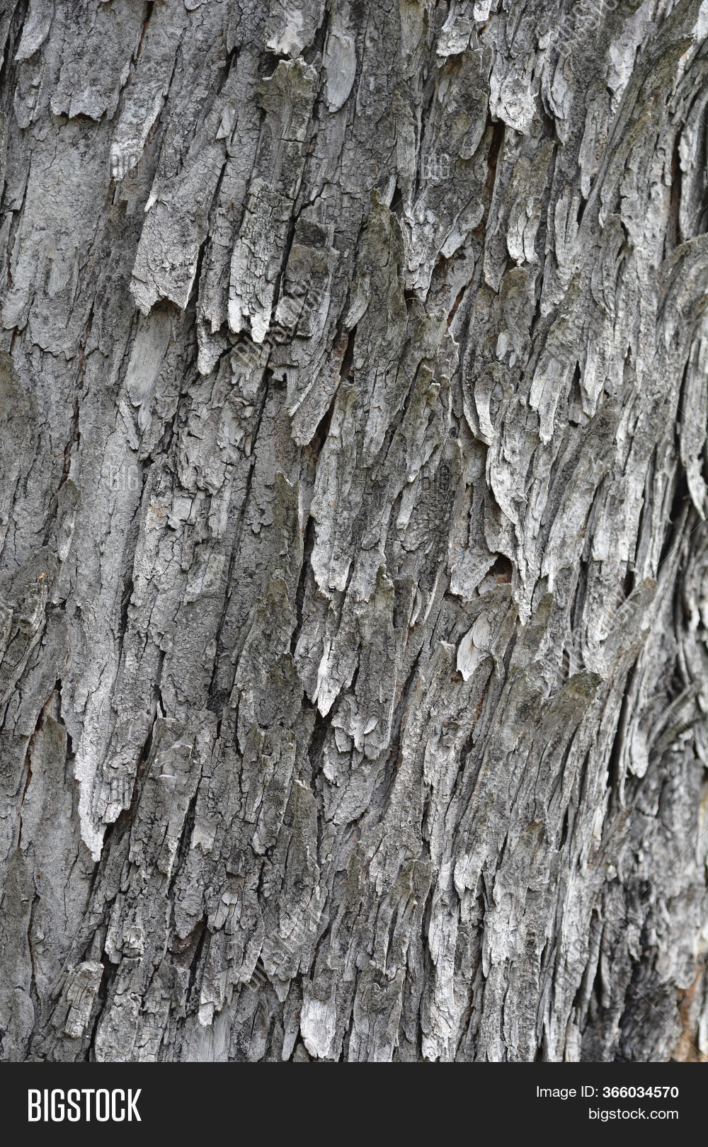 Horse Chestnut Tree Bark