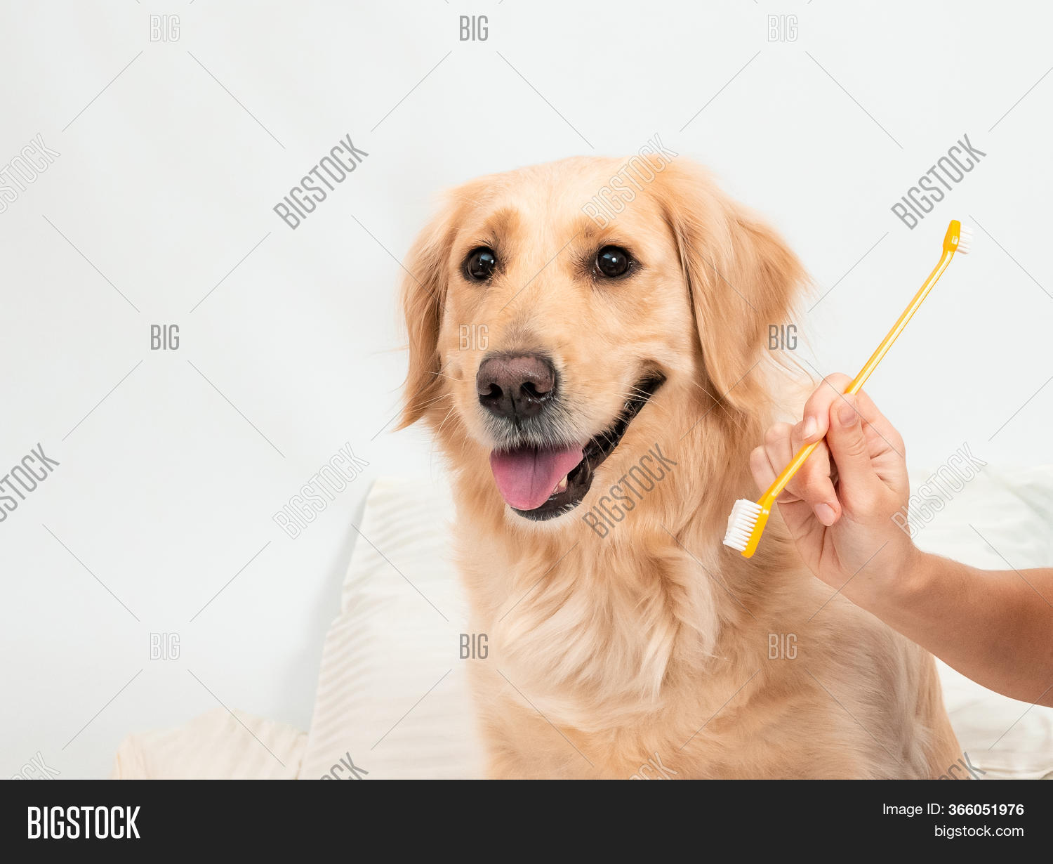 golden retriever muzzle