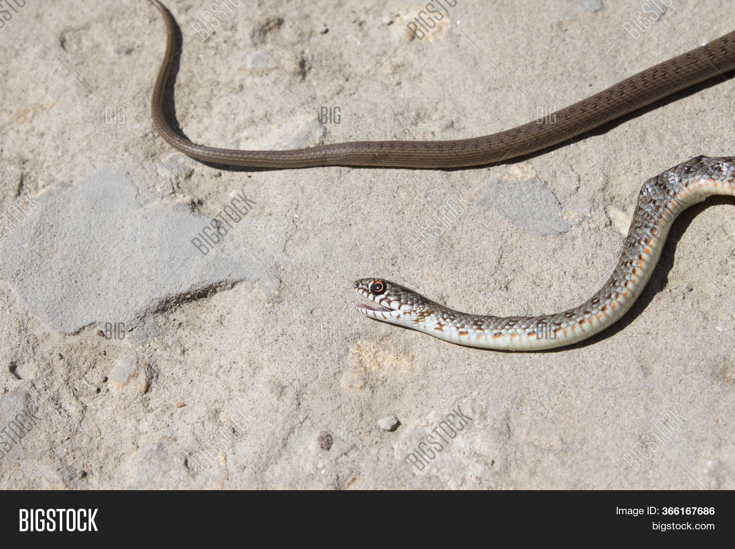 Snake Open Jaws Image & Photo (Free Trial) Bigstock
