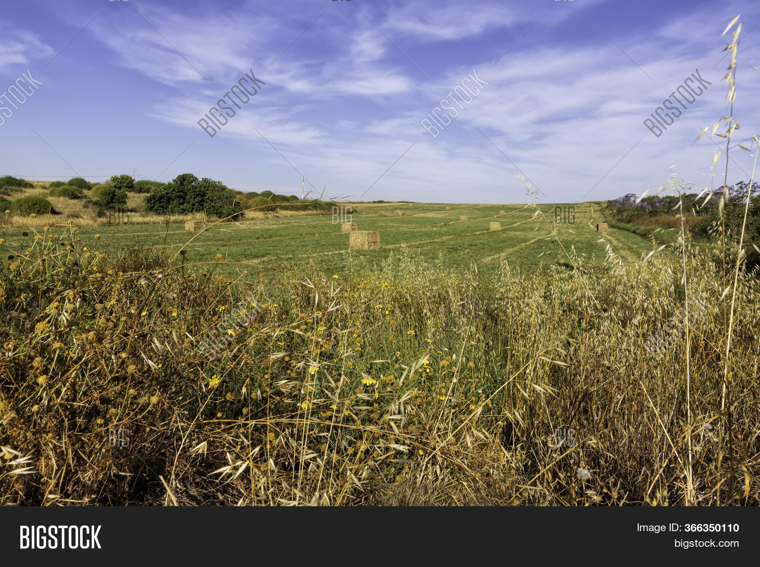 View Field Straw Image & Photo (Free Trial) Bigstock