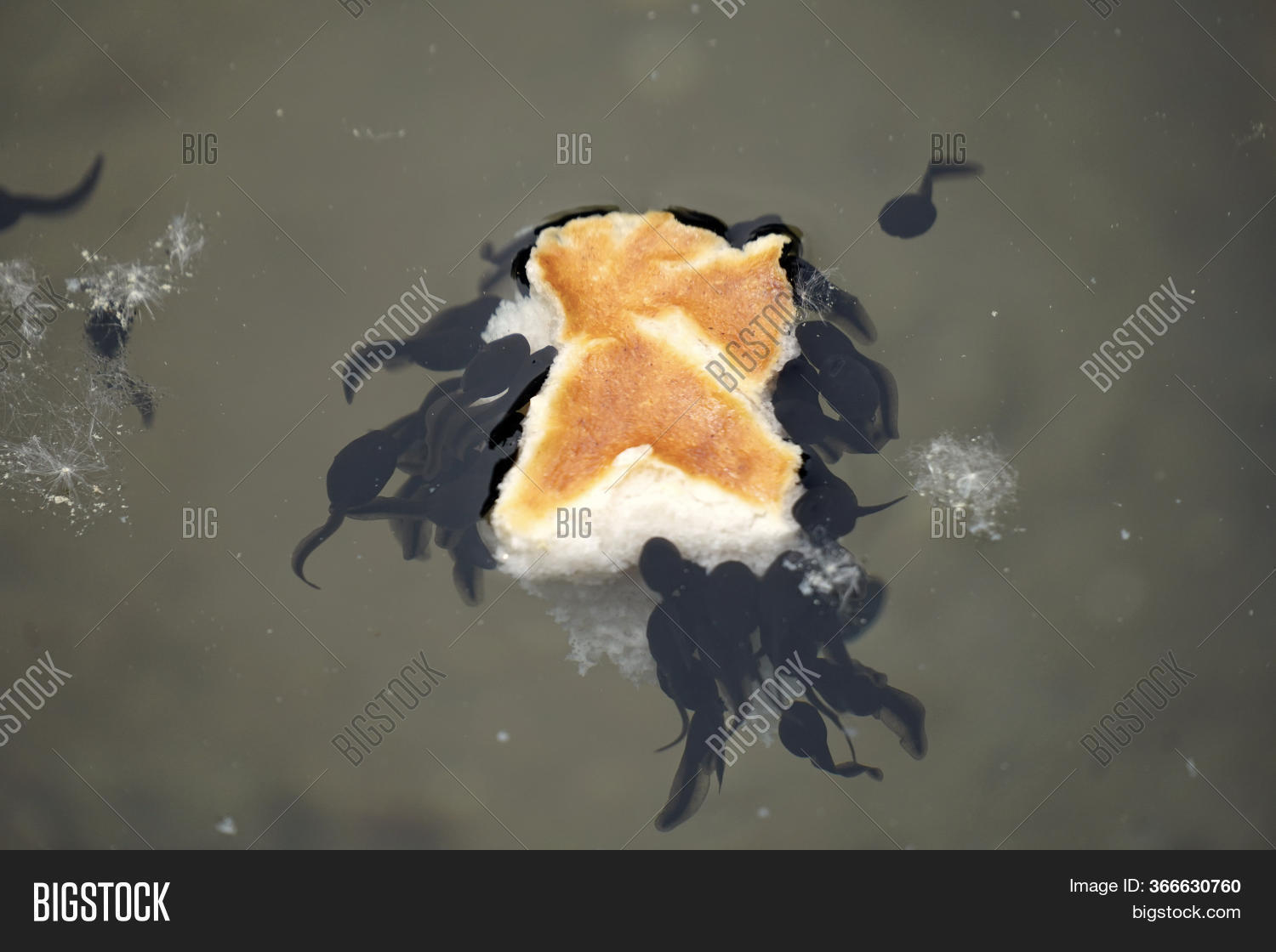 Tadpoles Eating Piece Image & Photo (Free Trial) Bigstock