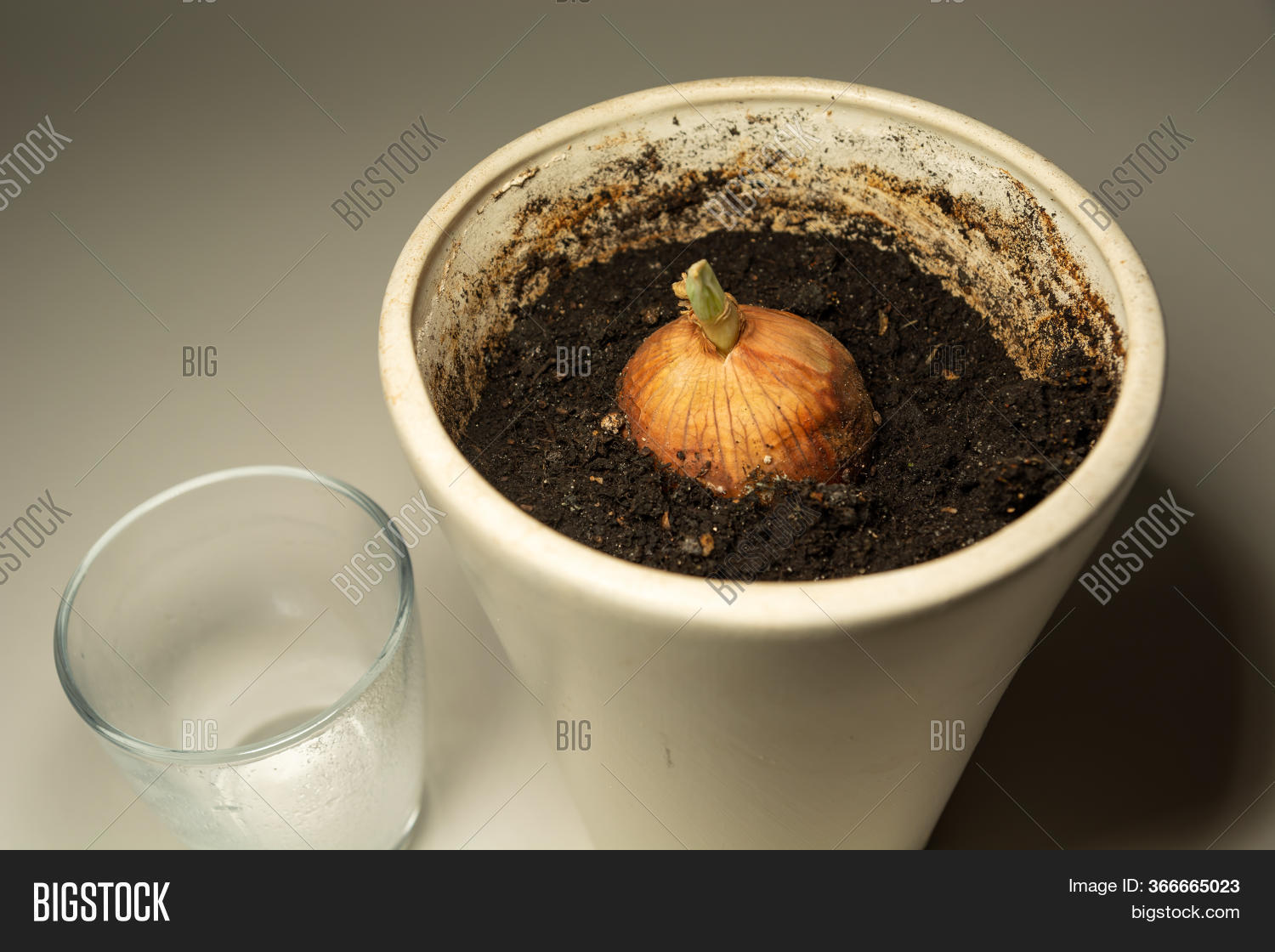 Rotting Onion Growing Image & Photo (Free Trial) Bigstock
