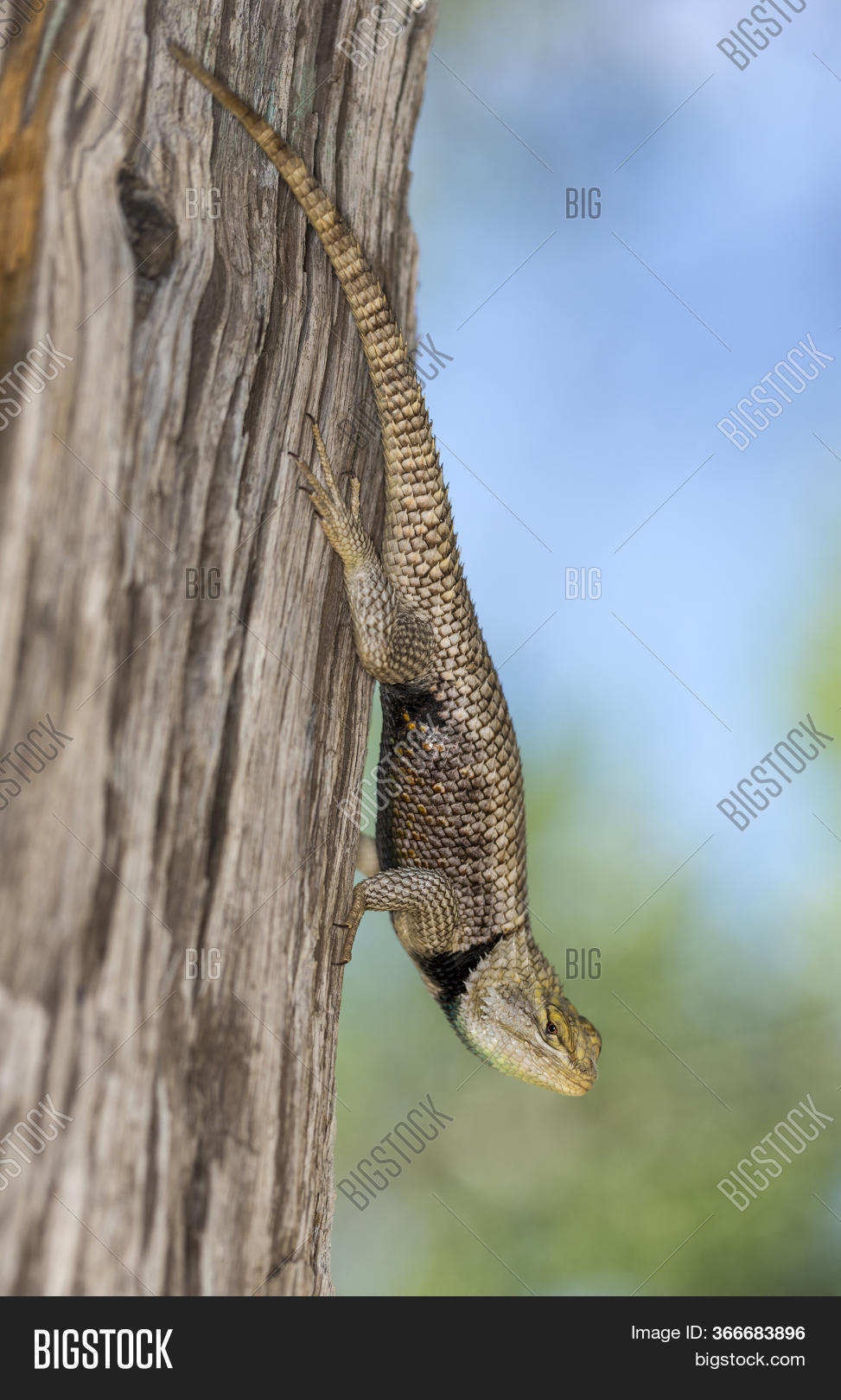 Blue Belly Lizard Image & Photo (Free Trial) Bigstock