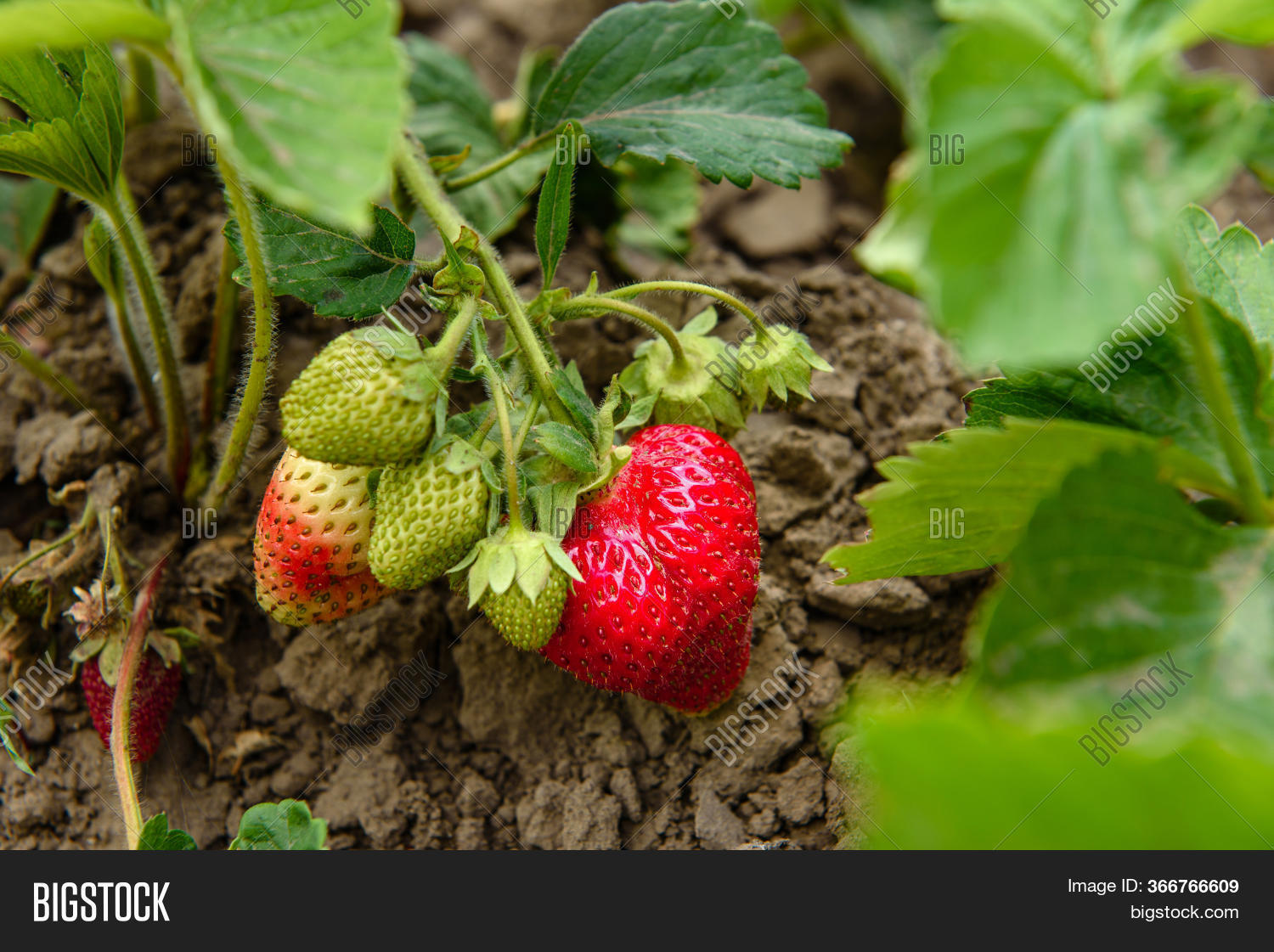 Strawberry Bush Green Image & Photo (Free Trial) Bigstock