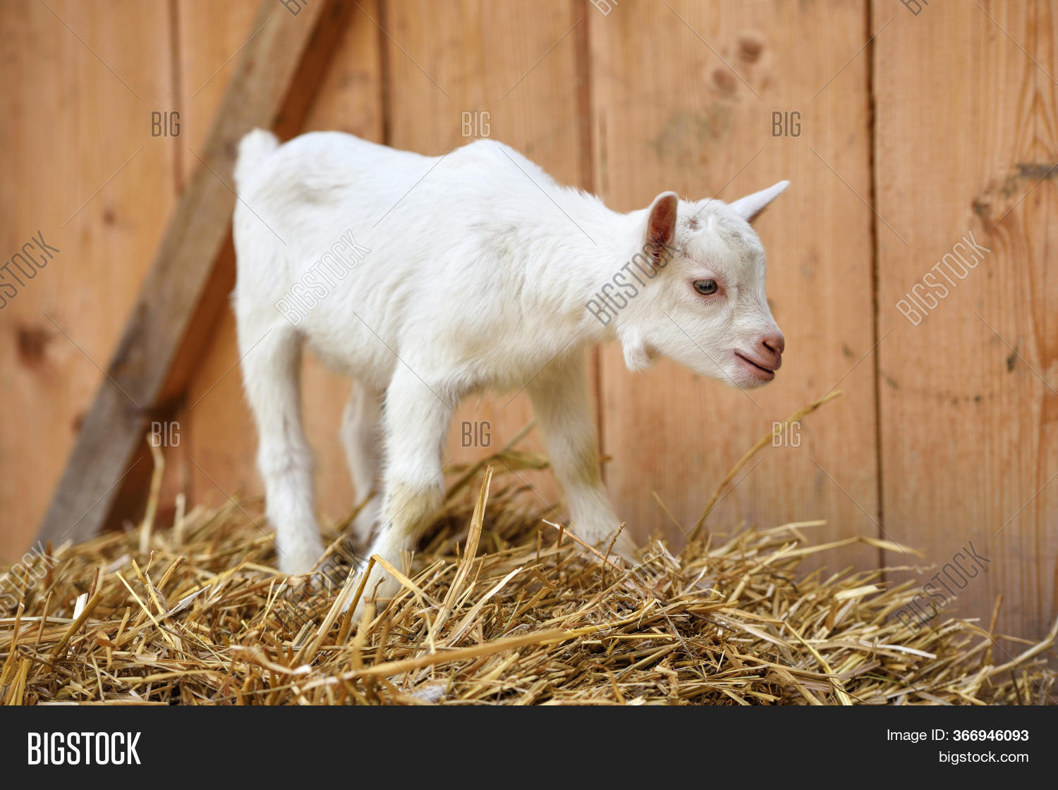 White Baby Goat Image & Photo (Free Trial) Bigstock
